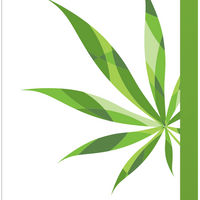 CannaCell Cleansing Foam