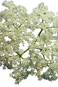 Dried organic elderflowers