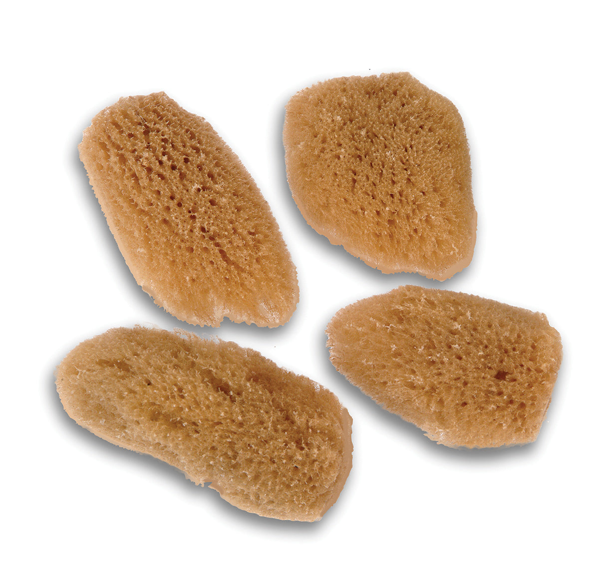 The Fabulous Face Sea Sponges