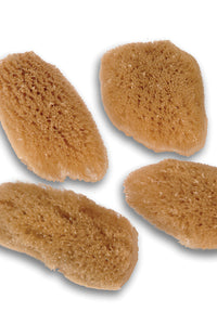 The Fabulous Face Sea Sponges