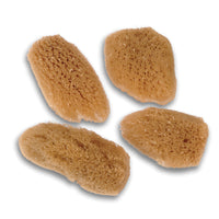 The Fabulous Face Sea Sponges