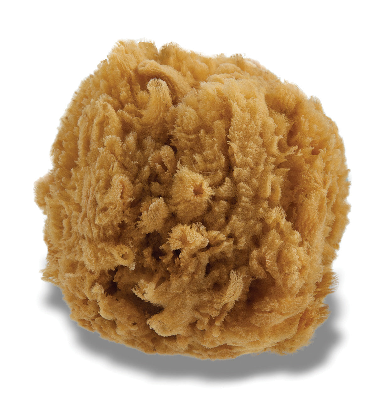 The All-Natural Sea Sponge