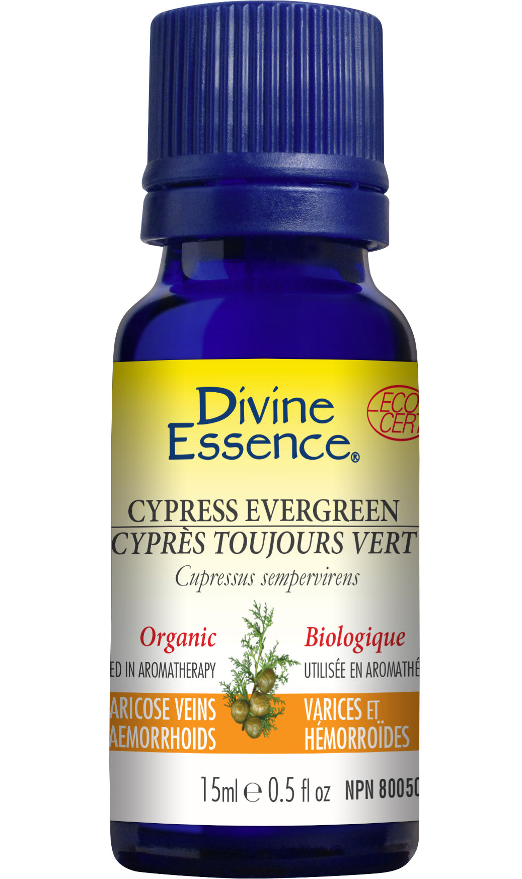 Cypress - Evergreen (Organic)