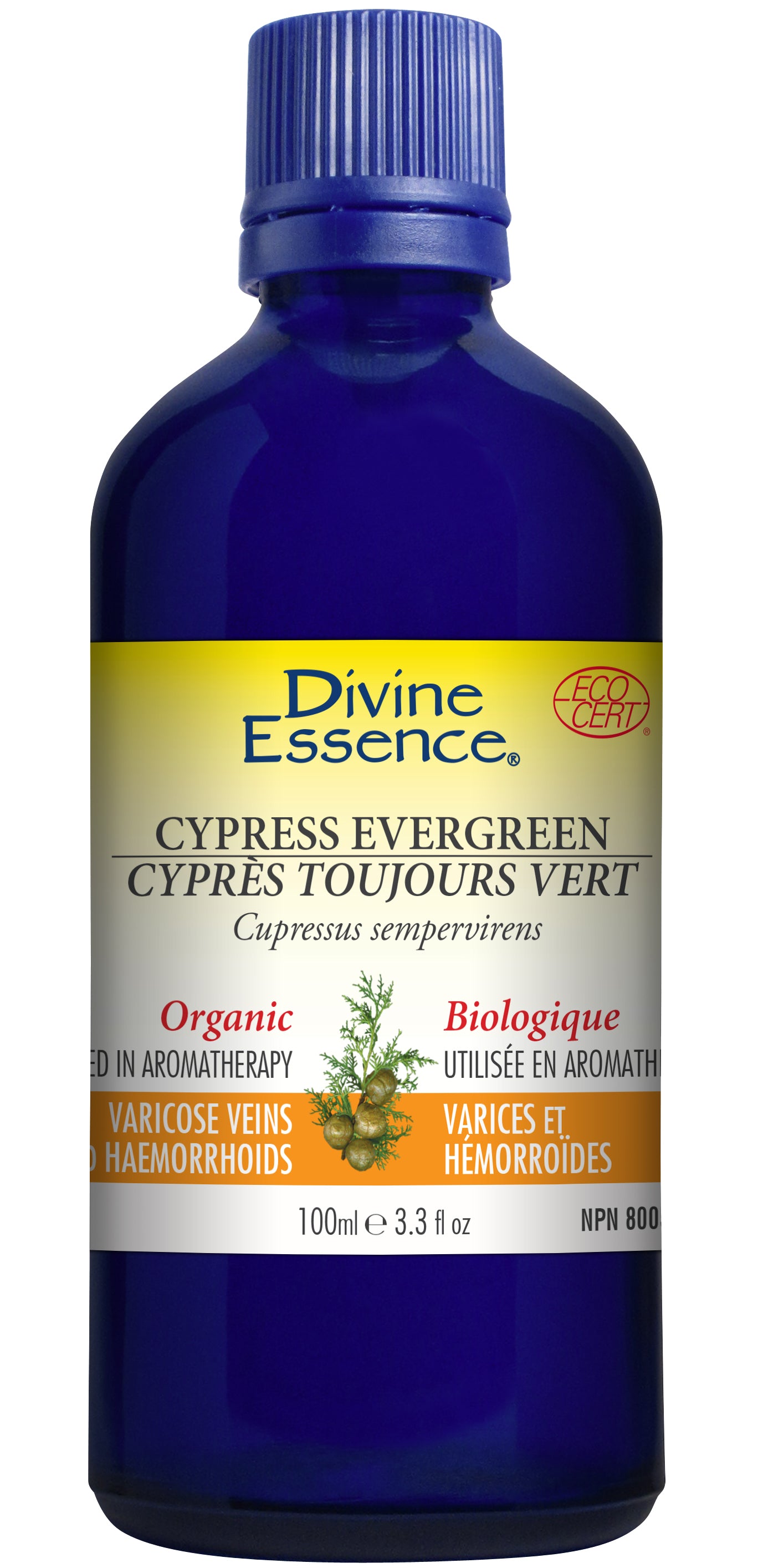 Cypress - Evergreen (Organic)