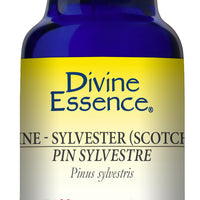 Pine Sylvestre (Scotch) (Wild)